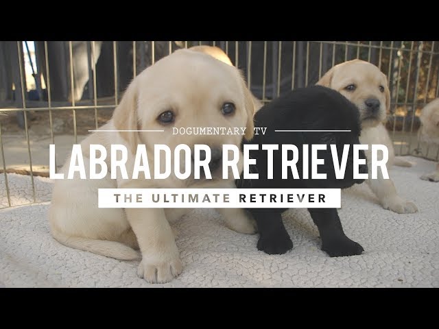 ALL ABOUT LABRADOR RETRIEVERS: WORLD'S #1 RETRIEVER