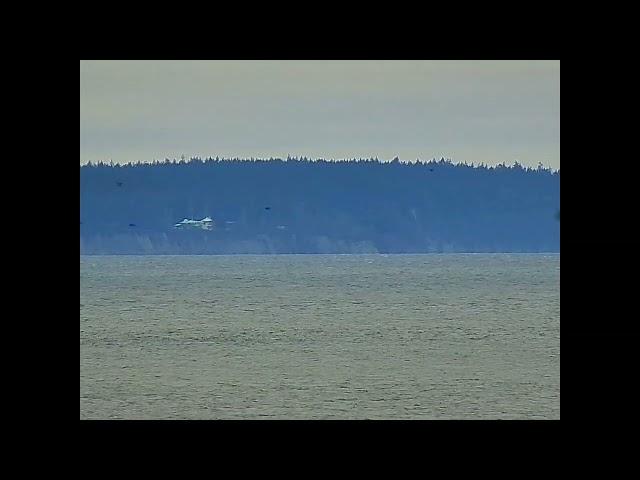 Orcas off Foulweather Bluff - February 16, 2025