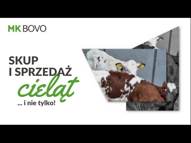 Sprzedaż cieląt Łazy Biegonickie Mk Bovo