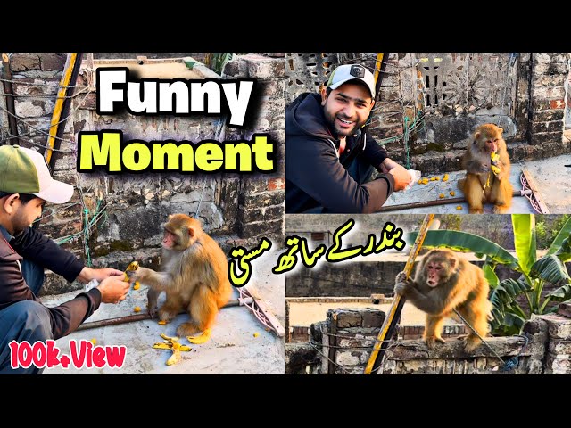 Monkey funniest moment |How to make fun with monkey