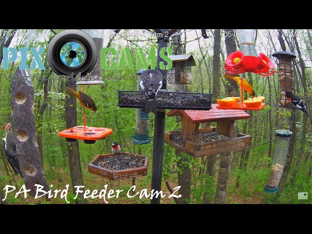 PixCams.com PA Bird Feeder 2 Live Stream