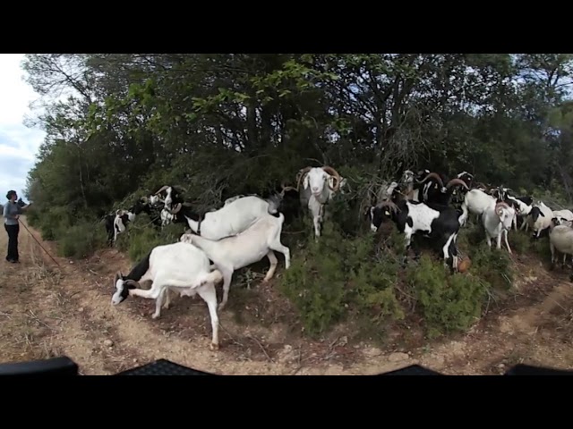 360 VR - Preventing wildfires with grazing goats