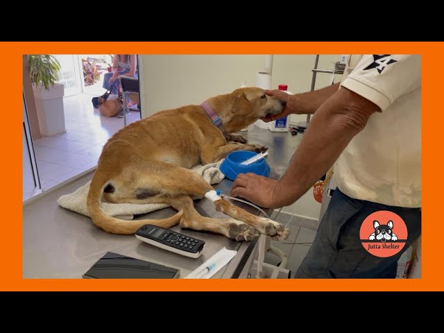 Rescued Dog Robi is Seriously Ill