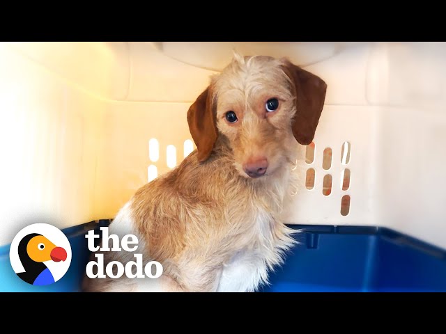 Dog Who'd Never Been Touched By Humans Starts To Trust Foster Mom | The Dodo