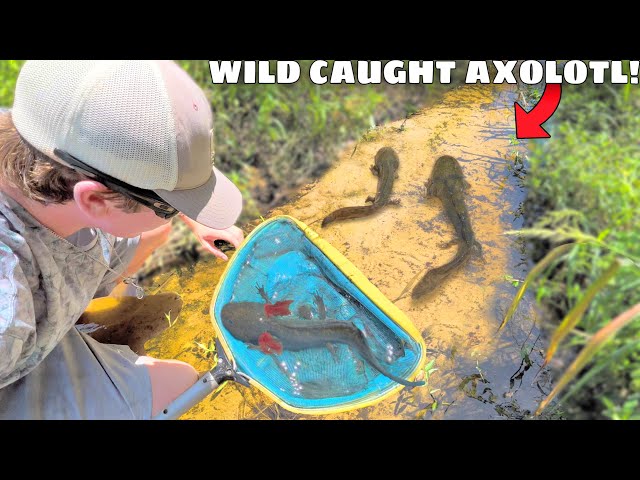 Netting WILD AXOLOTLS in TINY CREEK For My AQUARIUM!