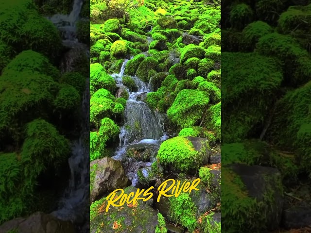 ROCKS RIVER with Green Moss | Calm Sounds Of Nature Can Help You #Relax #Study and #Sleep