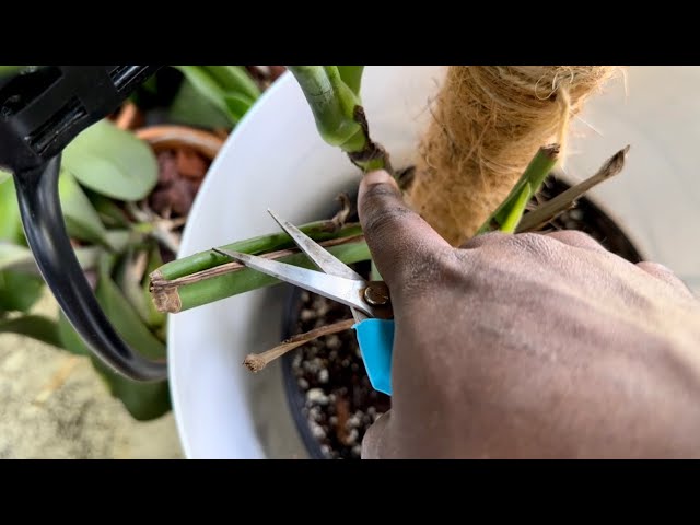 Chopping my Monstera Deliciosa to get more growth……and grow it in water.