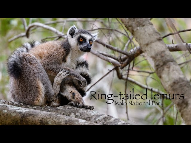 Ring-tailed lemurs - Isalo National Park - Madagascar 4K HDR