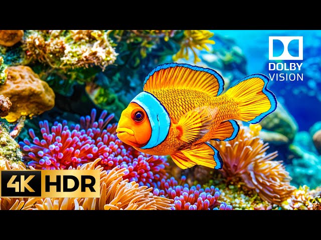 Ocean Dreams 4K | Explore the Magic of Coral Reefs and Relaxing Music