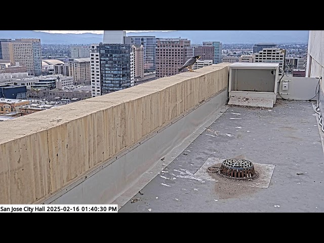 San José City Hall Peregrine Falcon Camera - Ledge