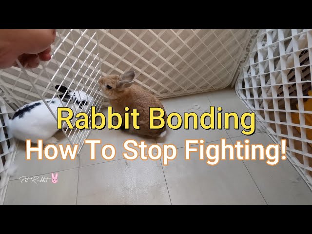 Rabbit Bonding - How To Bond Three Rabbits and Stop Rabbits From Fighting