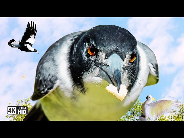 Your Australian Cockatoos, Magpies and Butcherbird TALENT SHOW! - Feathered Friends? ❤️❤️ ❤️