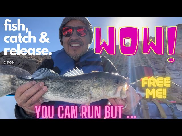 Huge Bass pulling the line, fishing with worms!Catch Catfish & Bass at Lake Castaic, California, USA