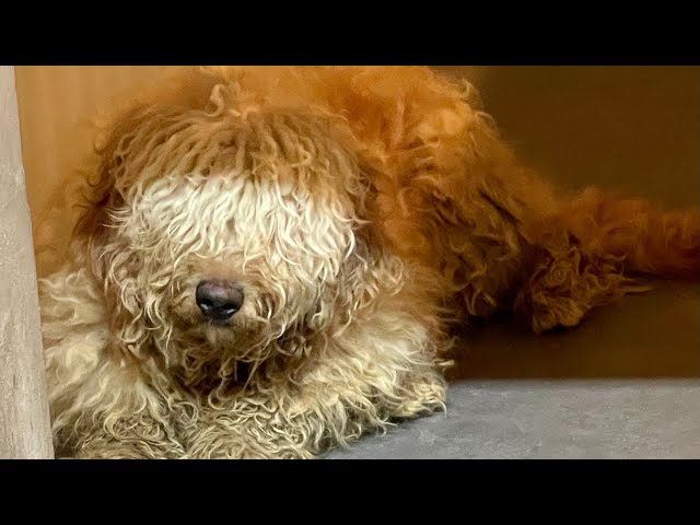 52 Extremely Neglected Puppy Mill Dogs Rescued