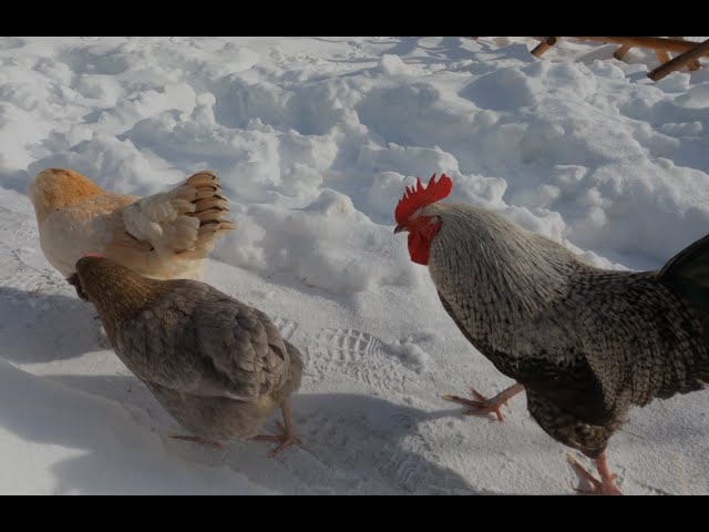 Backyard chickens vs Montana winter (4K HDR)