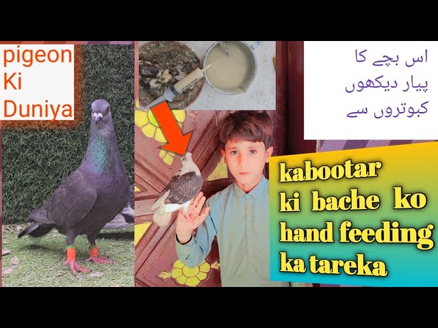 kabootar ki bache ko hand ✋️ feeding ka video #shorts #1millionviwes #trendingvideo #pigeonkiduniya