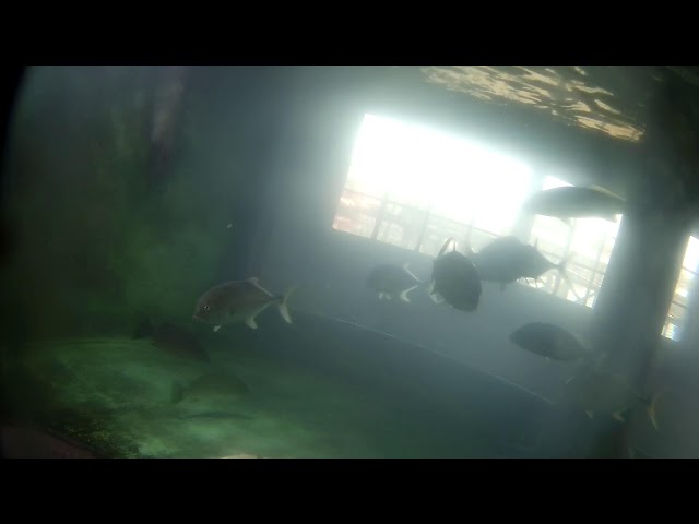 Port Royal Sound Foundation Aquarium Live Cam