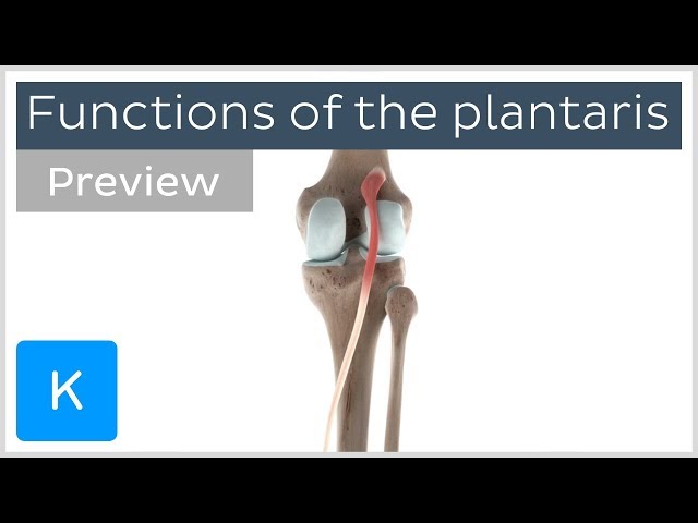 Functions of the plantaris muscle (preview) - 3D Human Anatomy | Kenhub