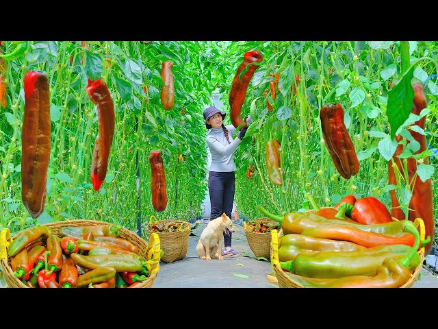 Full Harvesting chocolate peppers to sell at the market, clearing the grass with a lawn mower