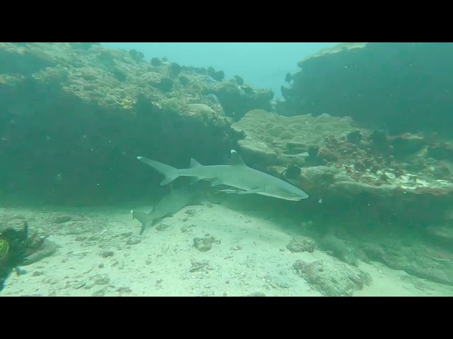 Sharkpoint Padangbai Bali