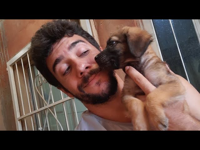 Cães Brasil está ao vivo!