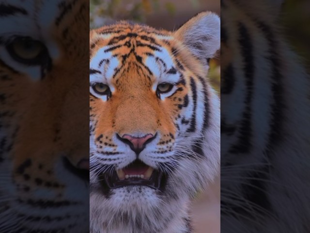 Nature 4K Beautiful Animals🤩 #animals #4k #nature #viralvideo