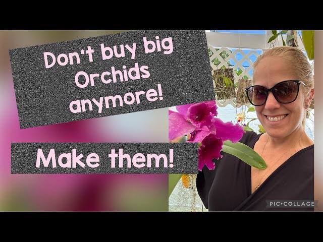 Don’t buy big orchids!! Make them!!