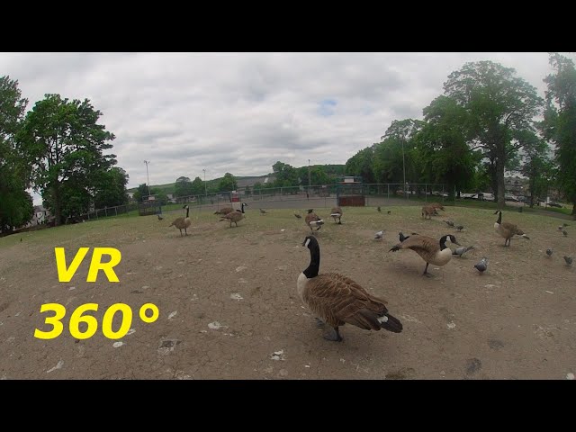 360° walk in Hillsborough park, Sheffield