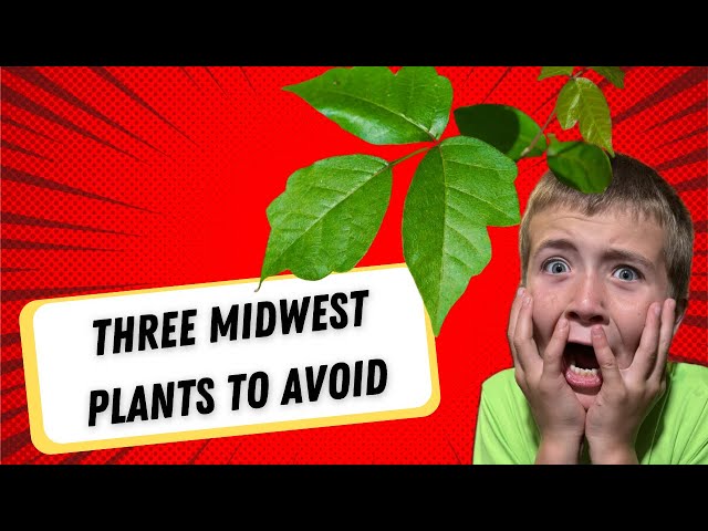 Three Midwest Plants to Avoid