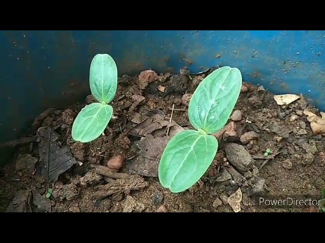 #tub gardening#trending#viral#PL Like 👍, share, comment 🥰 subscribe 🥰#Lotus Talks.