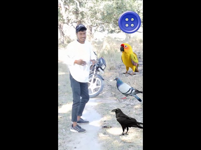 parrot pingen crow peacock 🦚#shortsfeed​​ #vairalvideo​​ #shortsfeed​​ #shorts​​ #trending​​