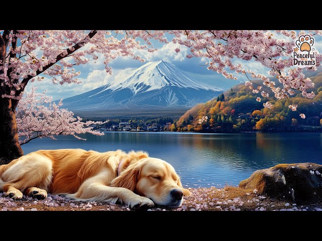 🐕‍🦺 Calm Music for Dogs | Anti-Anxiety & Sleep Aid for Your Furry Friend  💖🌙