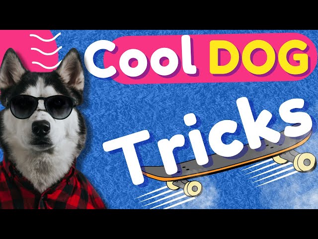 Cool Tricks To Teach Your Dog😎🐶#dogtricks #trickdog #animals