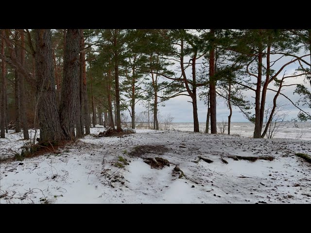 Walk on the beach. Baltic sea. Winter forest. #relaxing #nature #slow  #snow #birds #meditation