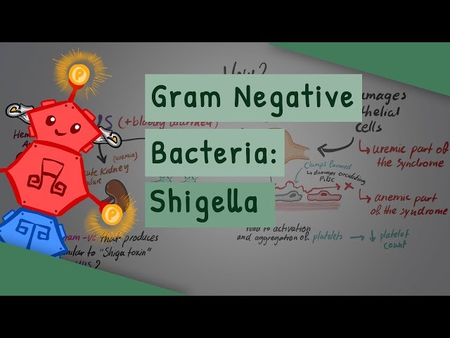 Gram Negative Bacteria: Shigella