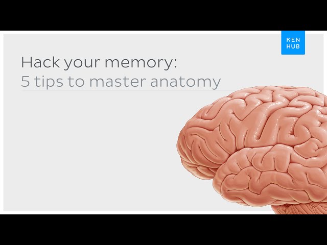 Hack your memory: 5 tips to master anatomy once and for all | Kenhub