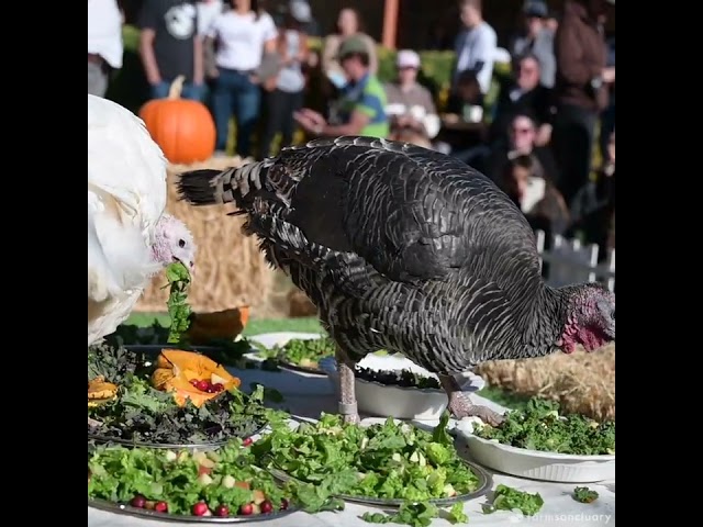 Celebration for the Turkeys 2022 at Farm Sanctuary!