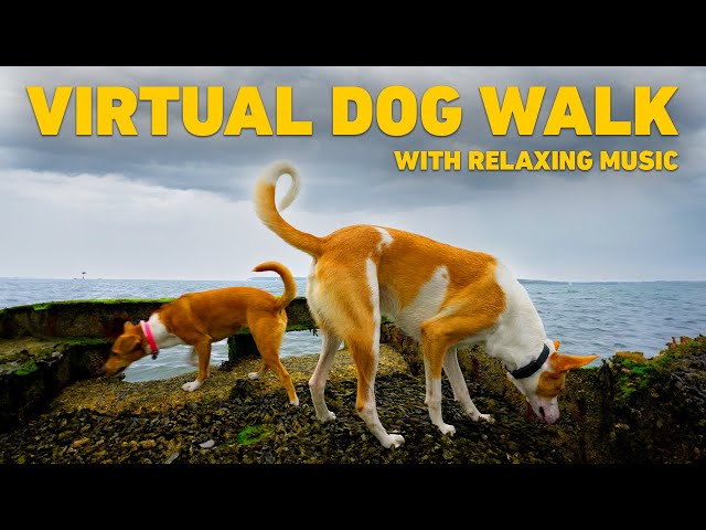 [NO ADS] TV for Dogs 🐕 Dog Walking in Nature on the Beach 🌊 Relaxing Music for Dogs