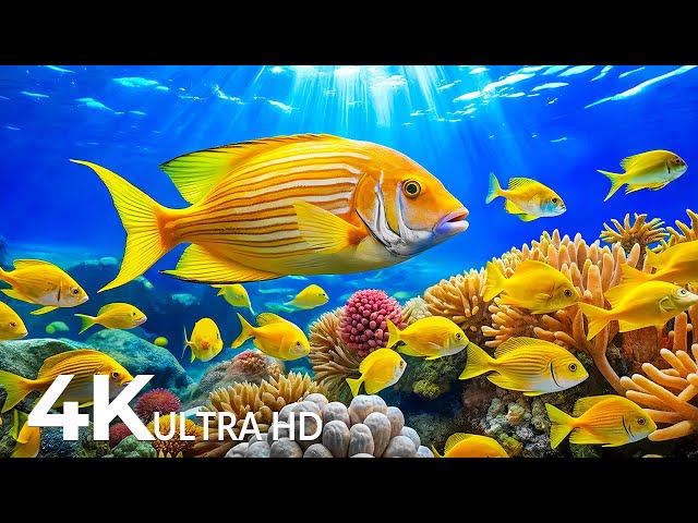 Amazing 4K Ocean Adventure 🐳 Dive Deep and Marvel at Sea Animal in The Best 4K ULTRA HD Aquarium #10