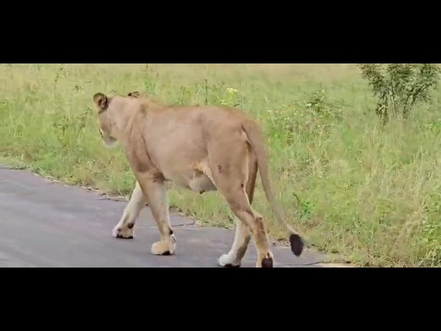 Lioness Queen walking next to vehicle, disappears in Bushveld brush. Kruger park.