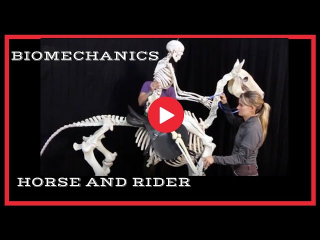 Wendy Murdoch, Rider Biomechanics Rising Trot. The Art Of The Horseman