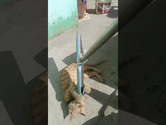 Fighter cat #cat #cute #funny #cutecat #pets #viralshorts #short #shortsfeed #short