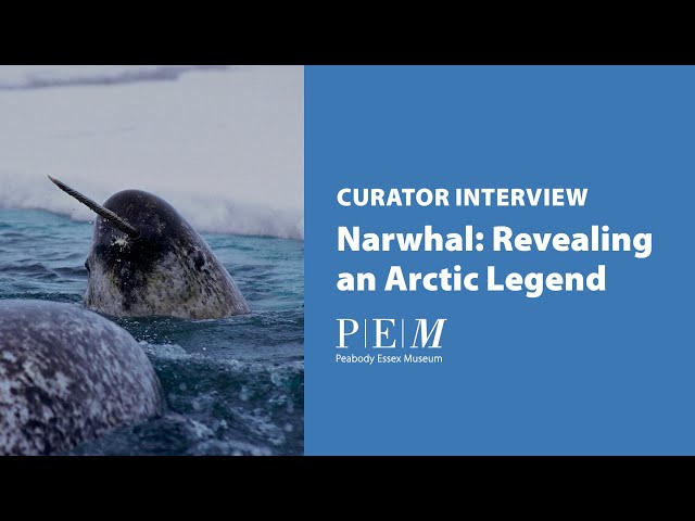 Narwhal: Revealing an Arctic Legend