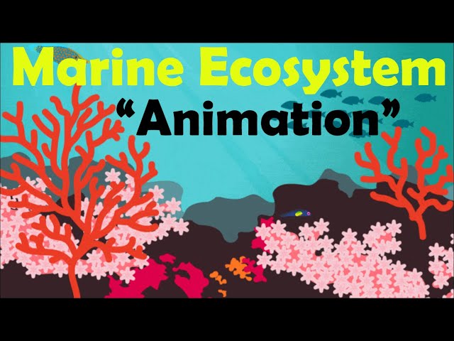 MARINE ECOSYSTEM | Biology Animation