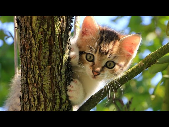 Cute cat Kitten Funny Musical video | Little kittens Playing & meowing | Best Funny  Cats Video |