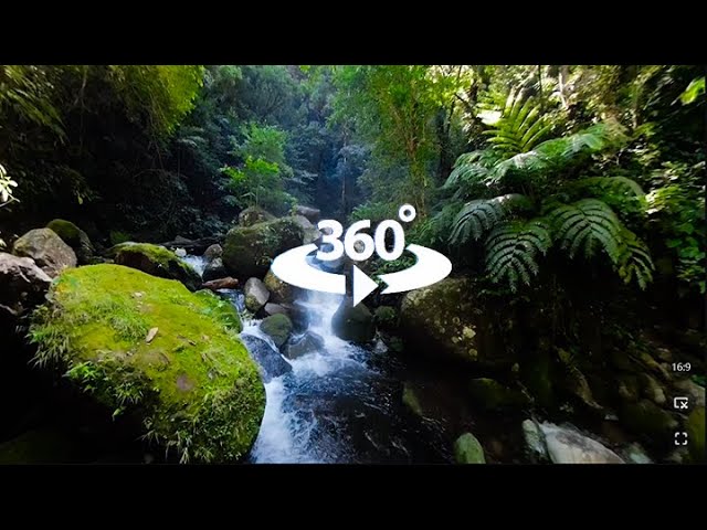 The Melody of Nature: Sounds of a Forest Stream | VR360 PLV.