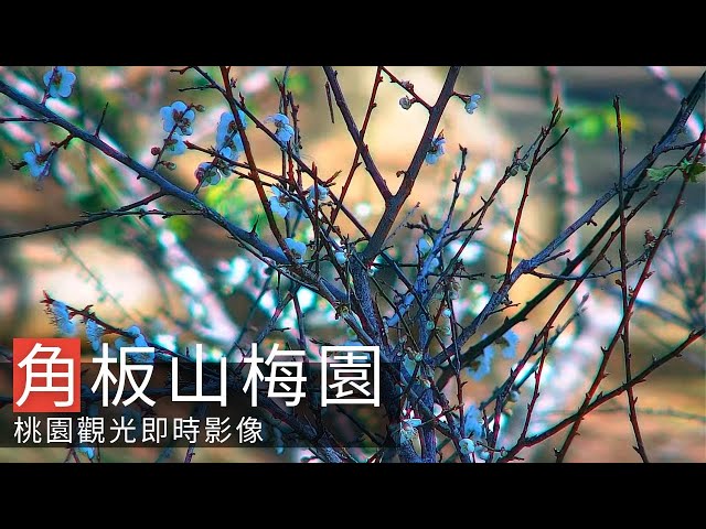 Jiaobanshan Plum Orchard Live Cam 角板山梅園即時影像