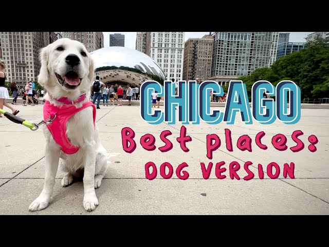 My Dog in Chicago – Dog Travel Blog