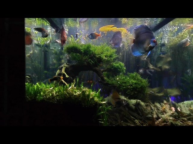 Planted tank with Discus 180 3D sbs