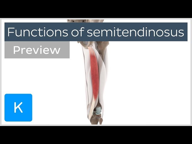 Functions of the semitendinosus muscle (preview) - 3D Human Anatomy | Kenhub